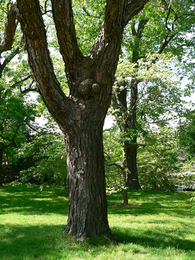 {Betula nigra}